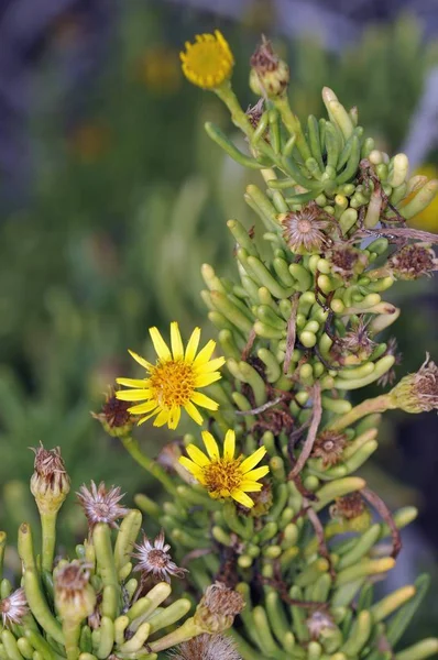 Samphire Dorato Inula Crithmoides Creta — Foto Stock