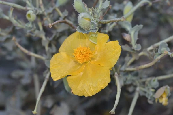 Glaucium Flavum Жовтий Рогатий Мак Крит — стокове фото