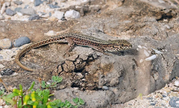 Kretische Mauereidechse Podarcis Cretensis Beton — Stockfoto