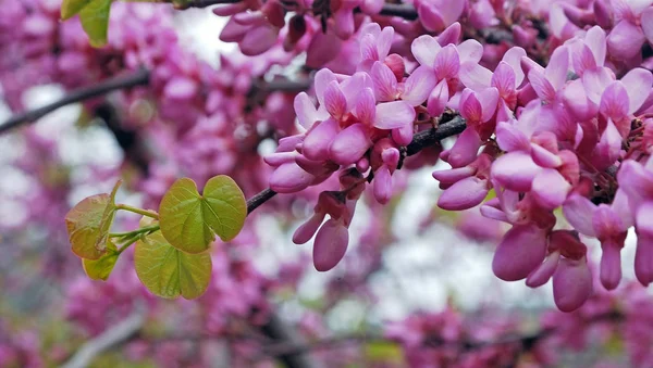 Cercis Siliquastrum Широко Відоме Дерево Юди Крит — стокове фото