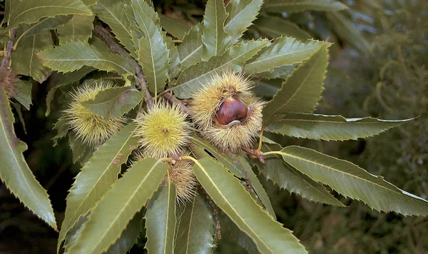 Kastanjeboom Castanea Sativa Kreta — Stockfoto