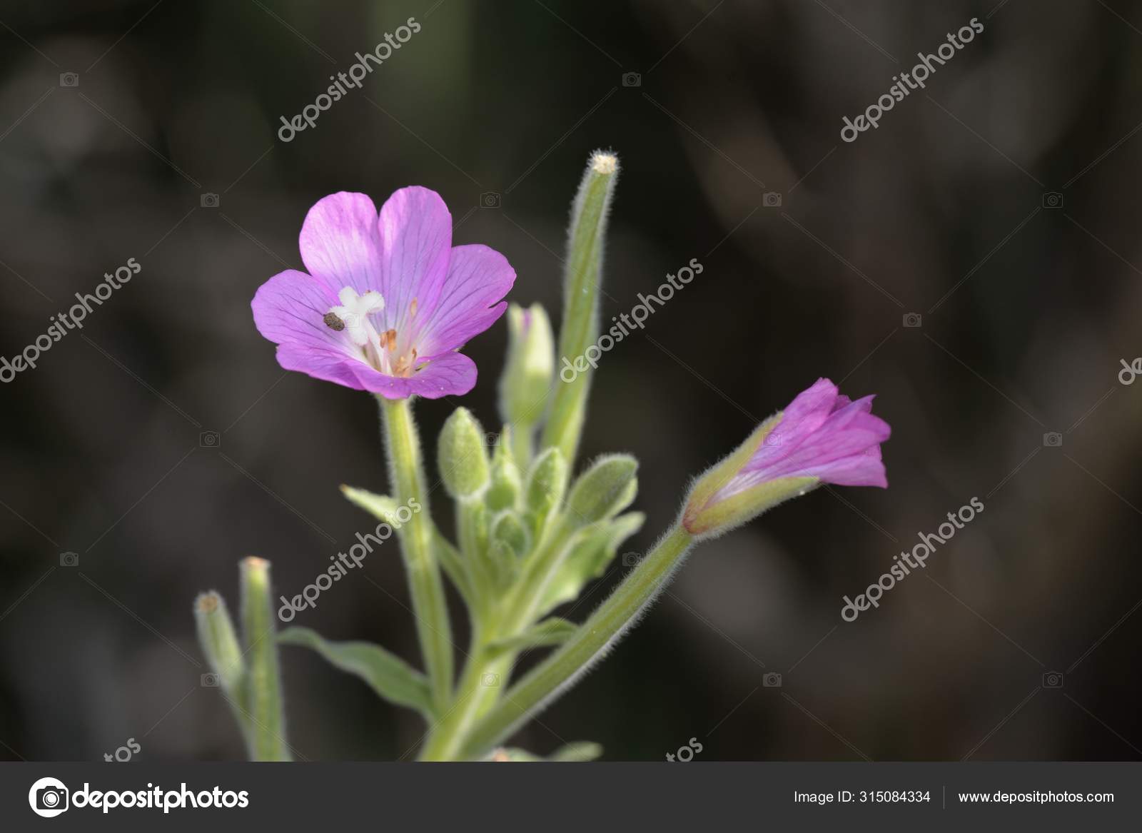 毛茸茸epilobium Hirsutum 是一种开花的植物属于菊科的毛茸茸属willowherb 图库照片 C Tassos 毛茸茸epilobium Hirsutum 是一种开花的植物属于菊科的毛茸茸属willowherb 图库照片 C Tassos