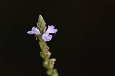 Verbena officinalis, yaygın mine ya da verbena, Girit
