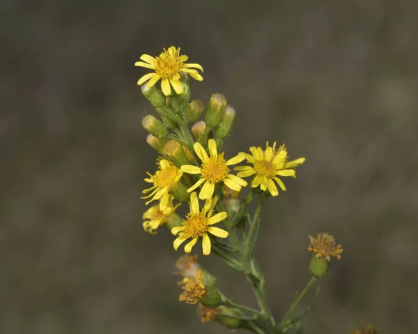 벼룩과 노란색 벼룩으로 알려진 Dittrichia Viscosa 데이지 크레타에서 식물입니다 — 스톡 사진