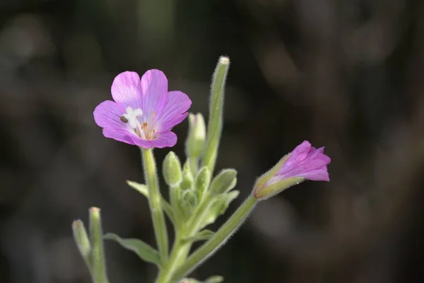 Epilobium Hirsutum Hairy Willowherb Blommande Växt Släktet Willowherb Familjen Onagraceae — Stockfoto