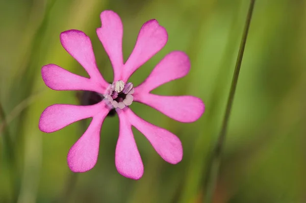 Silene Colorata Klyvna Kronblad Campion Crete — Stockfoto