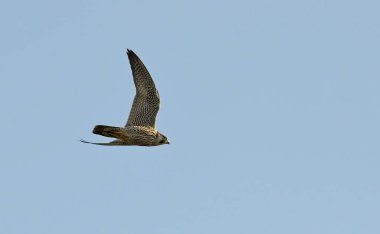 Peregrine Falcon (Falco peregrinus), Yunanistan