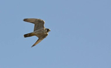 Peregrine Falcon (Falco peregrinus), Yunanistan