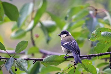 Büyük baştankara (Parus major), Yunanistan