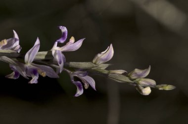 Orkide Limodorum kürtivum, Yunanistan