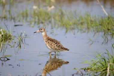 Ruff (Philomachus pugnax), Girit, Yunanistan