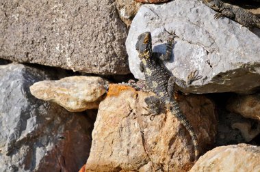 Askıkuyruklu Agama (Laudakia stellio), Kos