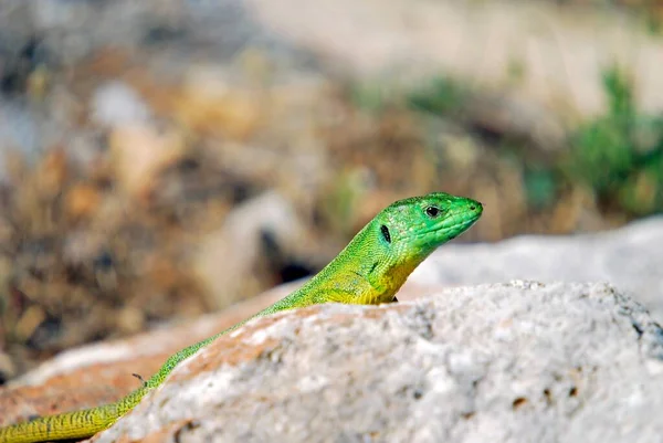 Балканська Зелена Ящірка Lacerta Trilineata Crete — стокове фото