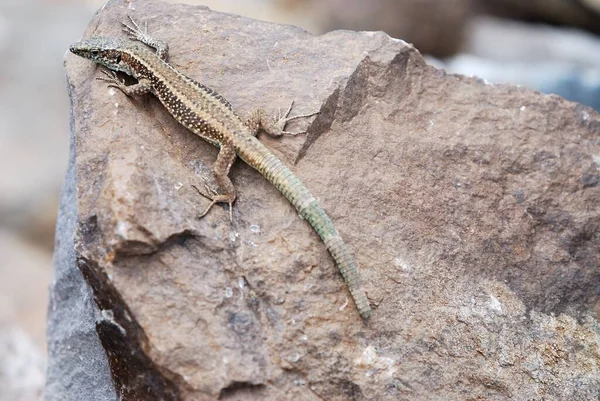 Madeira Wall Lizard Teira Dugesii — 스톡 사진