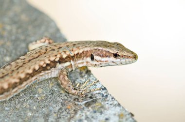Yunanistan 'ın kuzeybatısındaki Grammos Dağı' nda Ortak Duvar Kertenkelesi (Podarcis muralis) 