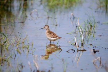 Çulluk - Tringa Glareola, Girit