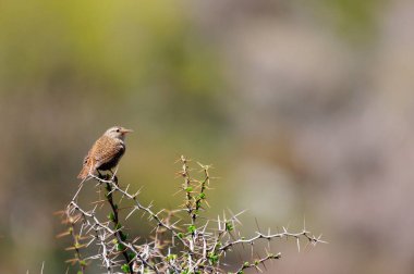 Avrasya Wren (Troglodit trogloditleri), Yunanistan