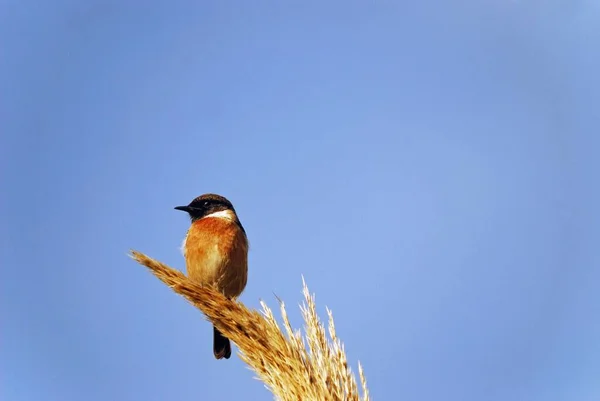 Pes Stonechat Saxicola Rubicola Kréta — Stock fotografie