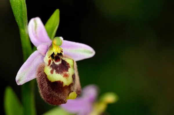 Blomma Ophrys Candica Kreta — Stockfoto