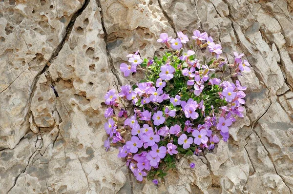 Рок Крес Або Лілакуш Aubrieta Deltoidea Бетон — стокове фото