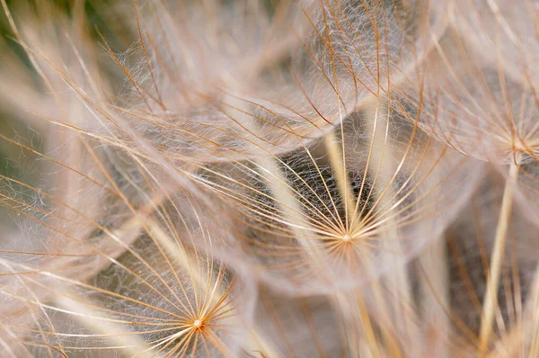 Mor tuzlanma (Tragopogon porrifolius), Girit 