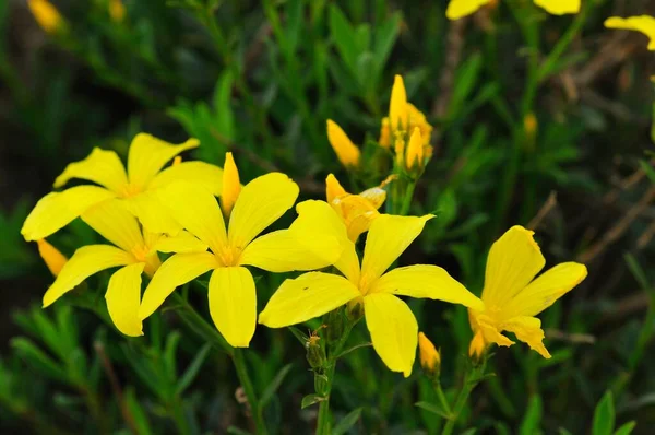 Lino Arbustivo Lino Arbustivo Linum Arboreum Creta — Foto Stock