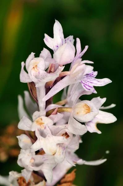 Orchid Dactylorhiza Saccifera Greece — Stock Photo, Image