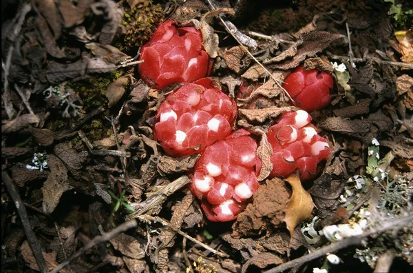 Cytinus ruber, kaya güllerini asalaklaştıran yeşil olmayan bitki Cistus spp Taygetos Dağı, Mora, Yunanistan 