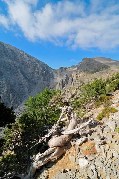 Samaria Gorge Lefka Ori Creta — Fotografia de Stock