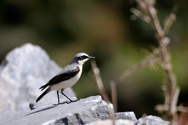 Wheatear Norte Wheatear Oenanthe Oenanthe Creta — Fotografia de Stock