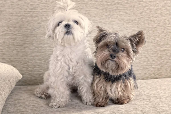 两个可爱的狗白色马耳他语和约克夏犬在家里的沙发上 — 图库照片