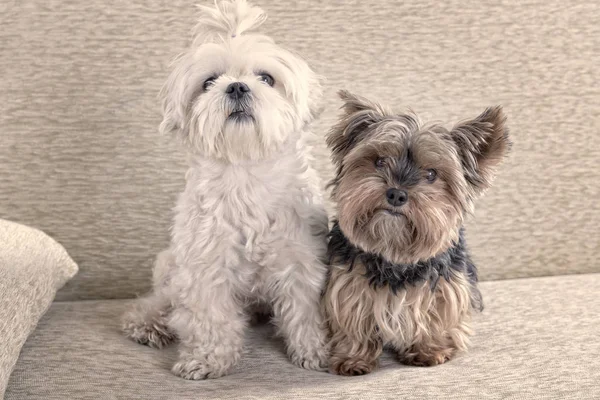 Two Cute Dogs White Maltese Yorkshire Terrier Sofa Home — Stock Photo, Image