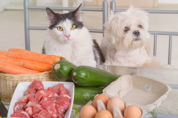 Preparação Alimentos Naturais Orgânicos Para Animais Estimação Casa — Fotografia de Stock