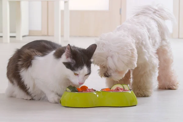 小さな犬のマルチーズと黒と白の猫は自然を食べます 自宅でボウルから有機食品 — ストック写真