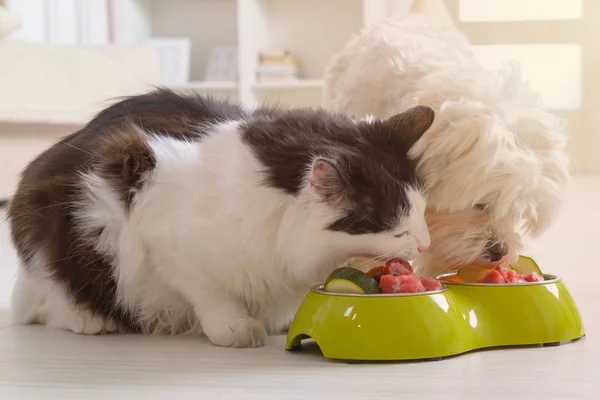 Μικρό Σκυλί Μαλτέζικα Και Μαύρο Και Άσπρο Γάτα Τρώει Φυσικά — Φωτογραφία Αρχείου