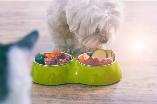 Dog eating natural food from a bowl — Stock Photo, Image