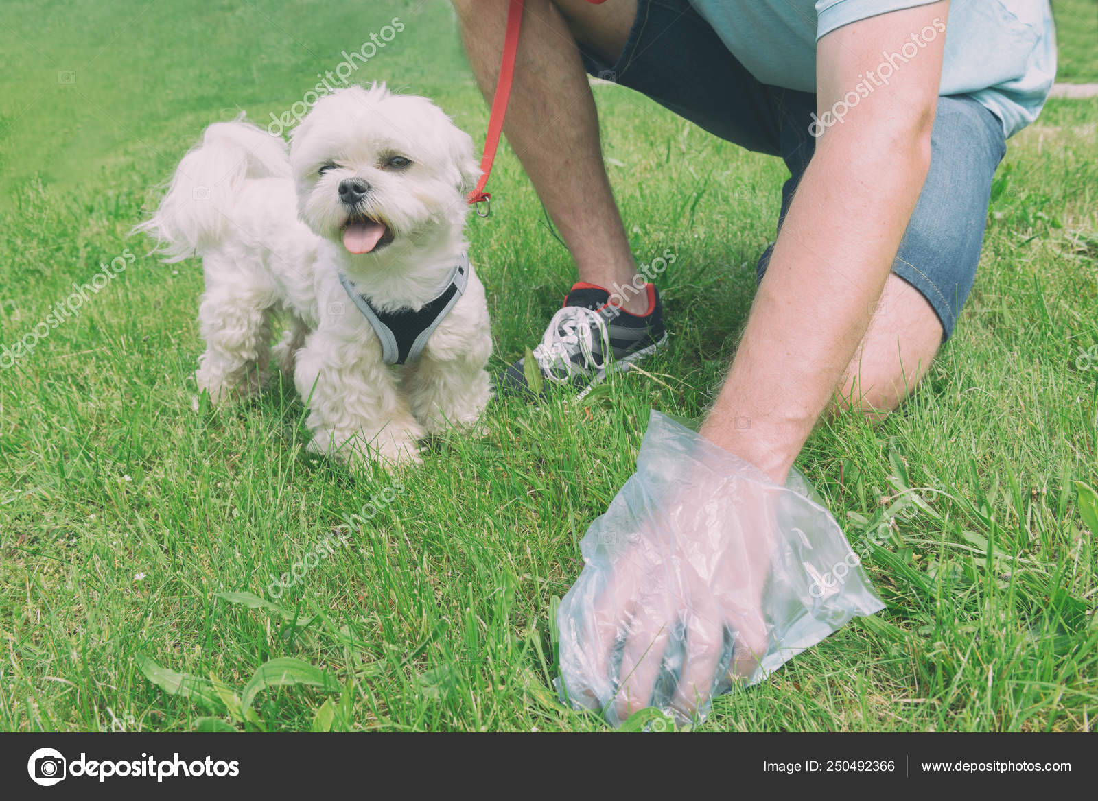 Picking up dog poop Stock Photo by ©Amaviael 250492366