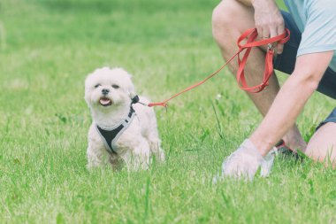 köpek boku alarak