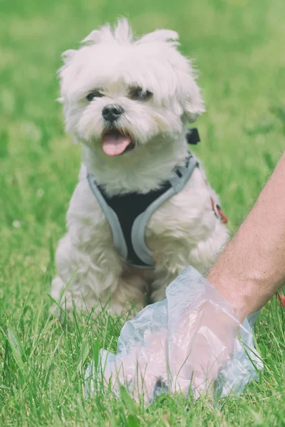 Recogiendo caca de perro — Foto de Stock