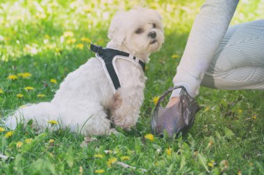 köpek boku alarak