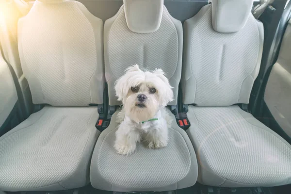 Dog in car sitting alone — Stock Photo, Image