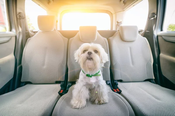 Dog in car sitting alone — Stock Photo, Image