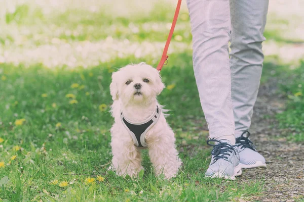 Paseando con el perro — Foto de Stock