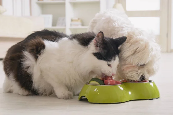 Hund und Katze fressen natürliches Futter aus einer Schüssel — Stockfoto