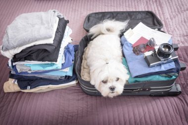 Bavulun içinde oturan köpek