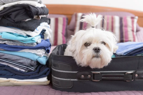 Hund sitzt im Koffer — Stockfoto