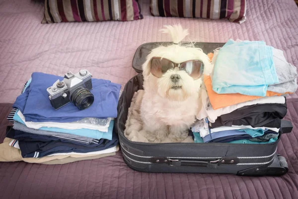 Perro sentado en la maleta —  Fotos de Stock