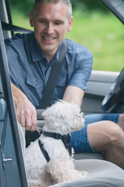 Hund im Auto unterwegs — Stockfoto