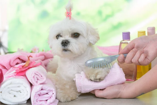 Pequeno cão maltês no spa — Fotografia de Stock