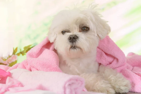 Pequeño perro maltés en el spa — Foto de Stock